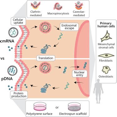 Cellular uptake of modified mRNA occurs via caveolae-mediated endocytosis, yielding high protein ...