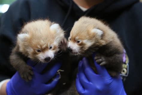 Denver Zoo: Help Name Twin Red Panda Cubs | Denver, CO Patch