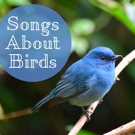 54 Songs About Birds - Spinditty