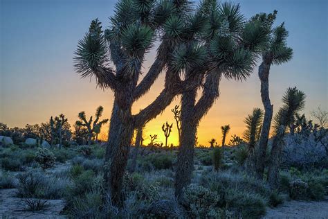 A Joshua Tree Sunrise Photograph by Joseph S Giacalone | Fine Art America