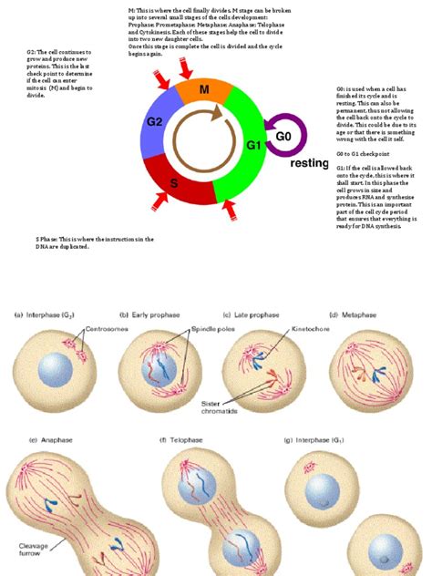 Cell Cycle Pdf Mitosis Cell Cycle - Riset