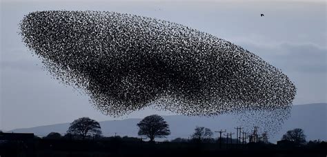 Starling murmurations – in pictures | Starling, Murmuration, Beautiful ...