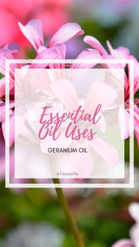 Geranium Essential Oil Benefits & Uses | Essential oils, Essential oil ...