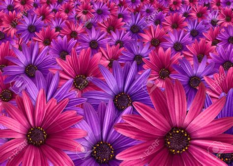 pink and purple flowers background Stock Photo - 11122326 | Purple flowers, Pink and purple ...