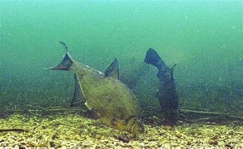 How to catch specimen bream – Dai Gribble | Angling Times