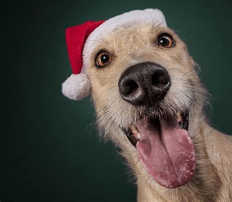 A professional pet photographer plays around dogs | Green Bookmark