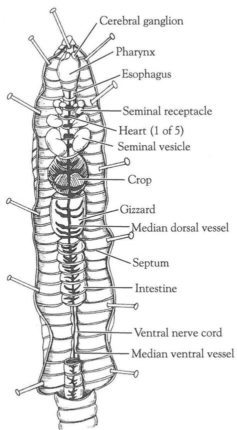 Open Versus Closed Circulatory System: Dissection of the Crayfish and ...