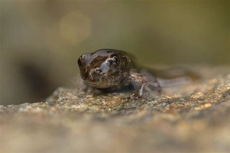 Tadpole Metamorphosis To Frog Stock Photo - Image of completenwide, metamorphosis: 89151802