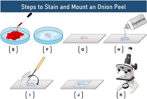 What is the Onion Peel Cell Experiment? Theory, Video, Procedure, Result & Precautions - Biology ...