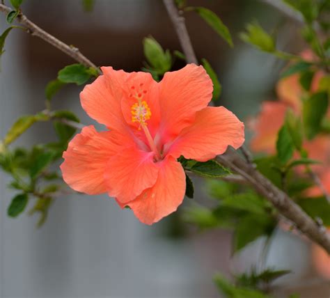 Vibrant Peach Colored Hibiscus Free Stock Photo - Public Domain Pictures