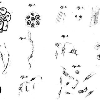 Robert Brown's microscope and the plant cell. Brown first observed the ...