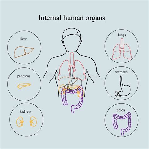 Human Body Picture Outline And Organs Human Body Organs