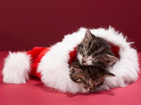 Christmas Cat Backgrounds | quotes.lol-rofl.com