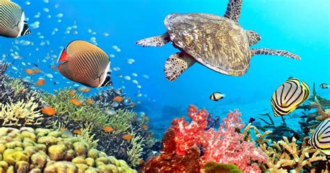 4K Ultra HD Underwater Wallpapers - Top Free 4K Ultra HD Underwater Backgrounds - WallpaperAccess