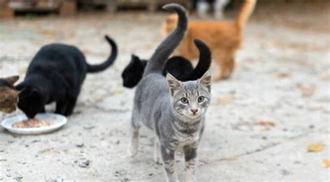 Feral Cat Laws By State: Are Feral Cats Protected By Law? - Love Your Cat