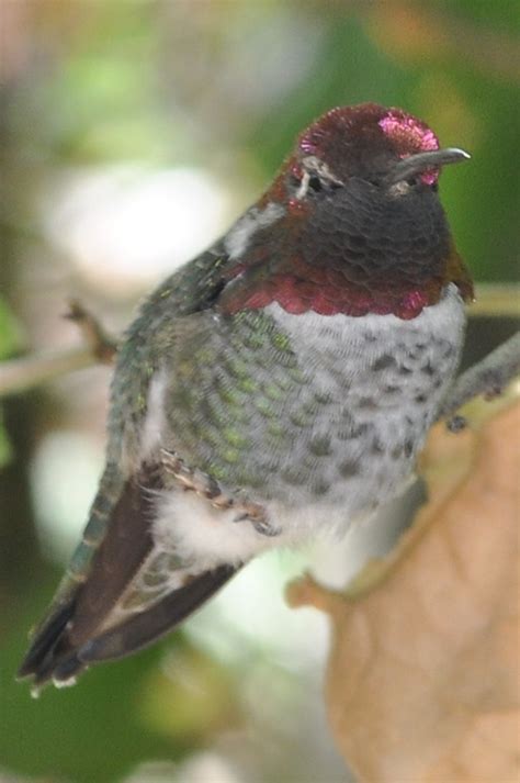 Juvenile Anna's Hummingbird 5 | This juvenile hummingbird is… | Flickr