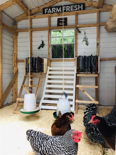 Stylish Chicken Coops For Backyard Chickens » Read Now!