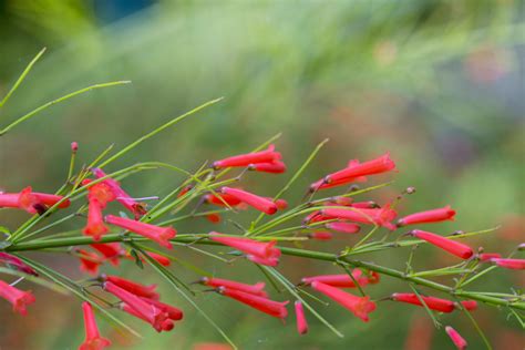 Florida Firecracker Plants Explode with Color - ArtisTree ArtisTree