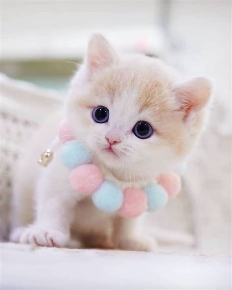 Cute kitty | Kittens cutest, Cute puppies and kittens, Cute cats and kittens