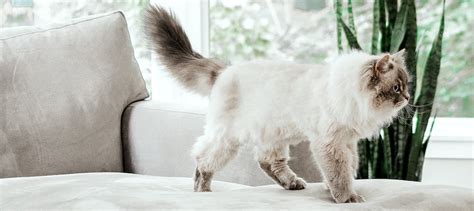 Siberian Cat Hypoallergenic