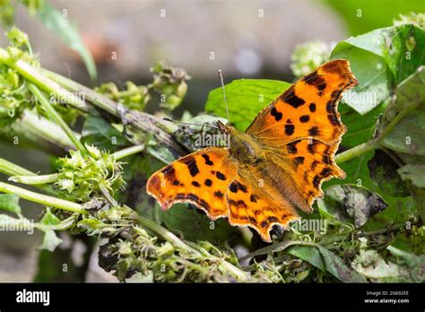 White comma shape on underwing hi-res stock photography and images - Alamy