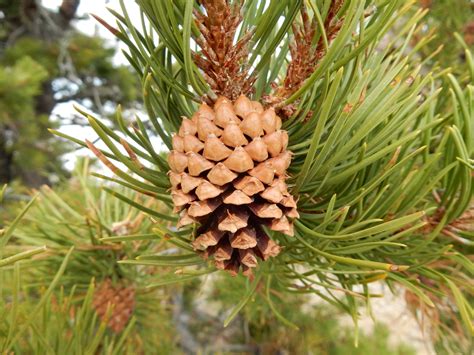 Pinus contorta var. latifolia (Lodgepole Pine, Rocky Mountain Lodgepole Pine) | North Carolina ...