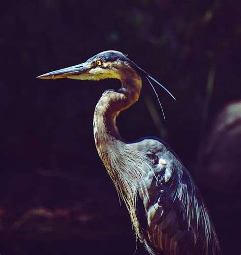 Close-up Photography of Blue Heron · Free Stock Photo