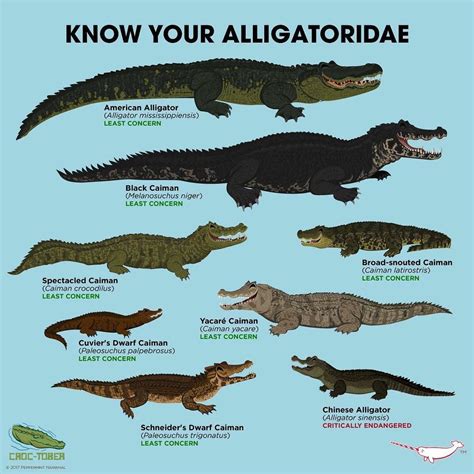 Know your alligators | Animals wild, Zoo animals, Fun facts about animals