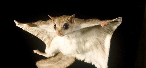 Woodland Wildlife Spotlight: Southern Flying Squirrel | University of Maryland Extension