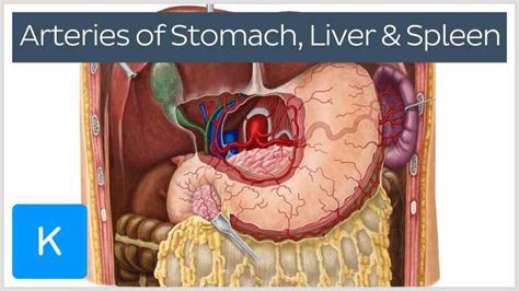 Anatomy Of Liver And Spleen | MedicineBTG.com