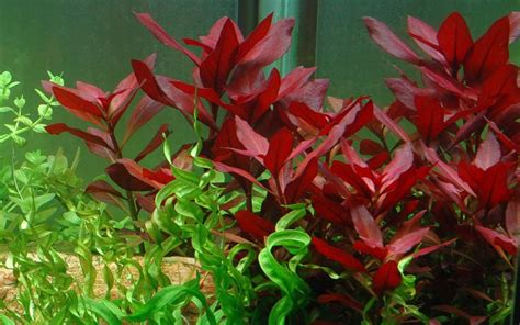 Ludwigia Repens Beginner's Guide [2018 UPDATED]