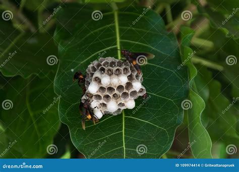 Hornet Nest stock photo. Image of bugs, hornets, pesticide - 109974414