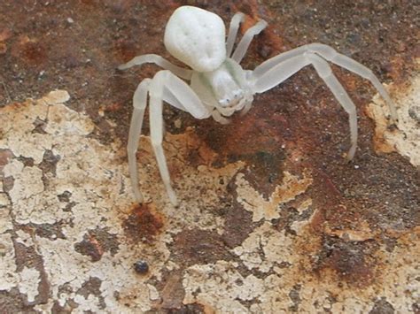 White Crab Spider | Project Noah