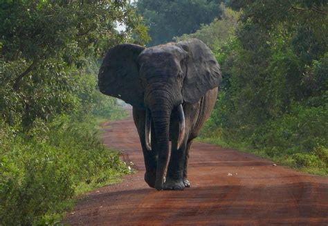 Mole National Park – The Greatest Ghana Safari