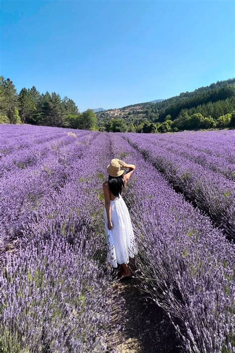 LAVENDER FIELDS IN PROVENCE | Lavender fields photography, Lavender ...