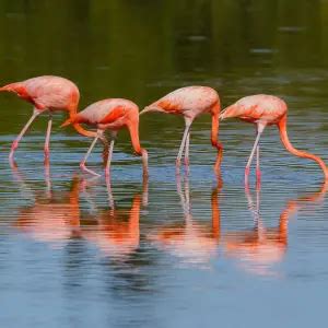 American Flamingo - Facts, Diet, Habitat & Pictures on Animalia.bio