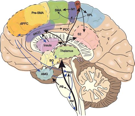 Deep brain stimulation of the dorsal anterior cingulate cortex for the ...