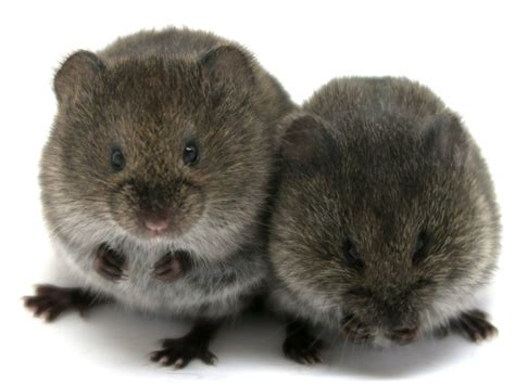 Can you bond without the 'love hormone'? These cuddly rodents show it's possible | NCPR News