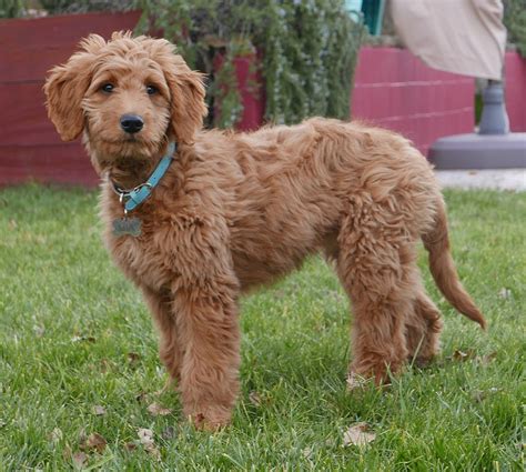 Goldendoodle - Wikipedia