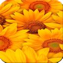 برنامه Sunflower Wallpaper - دانلود | کافه بازار