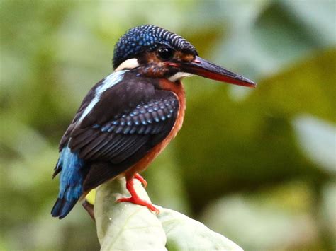 Blue-eared Kingfisher - eBird