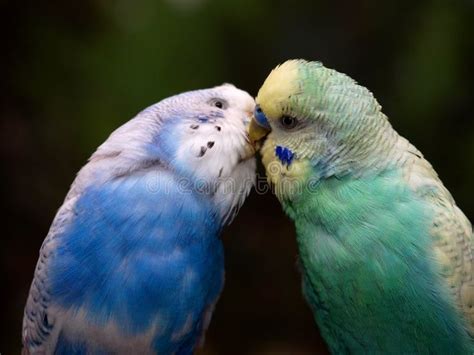 Two budgies. Kissing each other , #SPONSORED, #budgies, #Kissing #ad | Budgies, Budgies bird ...