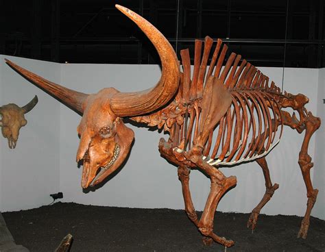 Bison latifrons | Prehistoric animals, Animal skeletons, Ancient animals