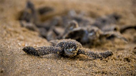 Leatherback Sea Turtle Nesting Tour - Tour Guanacaste, bringing Costa Rica to Life! Serving all ...