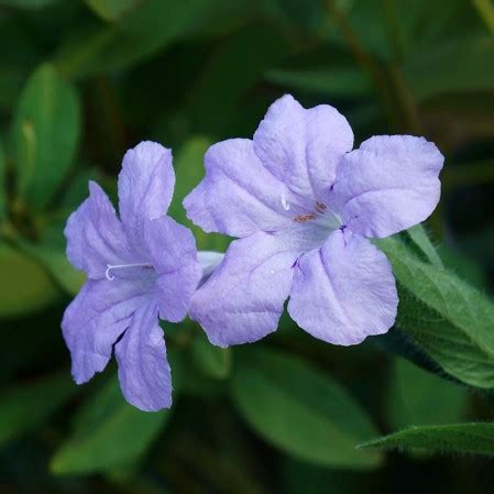 Wild Petunia Seeds | Ruellia Humilis Seeds | Everwilde Farms