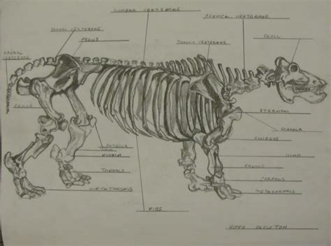 Art School Confidential: Summer Quarter 2012: Drawing and Anatomy ...