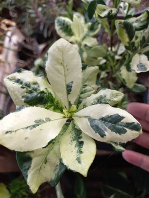 VARIEGATED ROSAL PLANT - ROOTED - INDOOR AND OUTDOOR PLANT LIVE OR REAL PLANT | Lazada PH