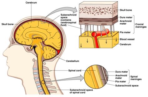 Membranes or Meninges of the craniosacral system