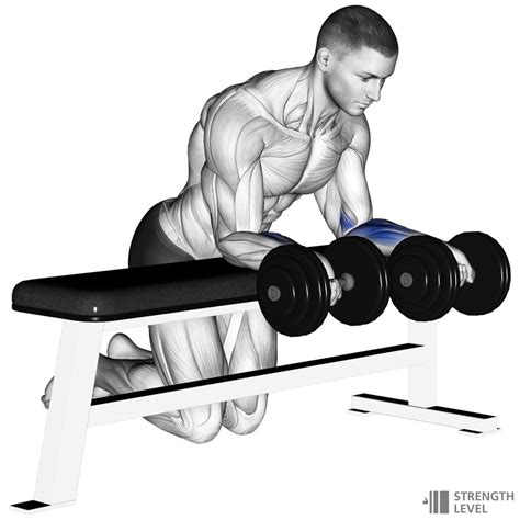 Dumbbell Wrist Curl Standards for Men and Women (lb) - Strength Level