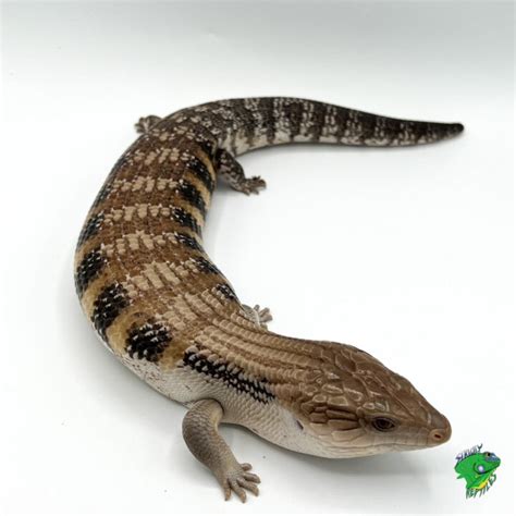 Northern Blue Tongue Skink – adult SLIGHT STUB – Strictly Reptiles Inc.